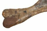 Fossil Hadrosaur (Edmontosaurus) Right Humerus - South Dakota #192629-4
